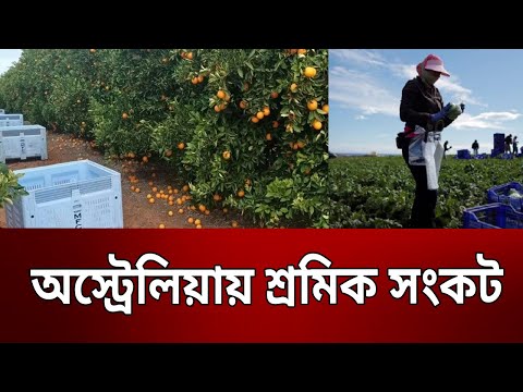 অস্ট্রেলিয়ায় শ্রমিক সংকট | Australia | Bangla News | Mytv News