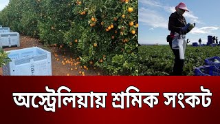 অস্ট্রেলিয়ায় শ্রমিক সংকট | Australia | Bangla News | Mytv News screenshot 5