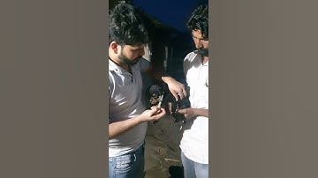 first vaccinations of rottweiler puppies  puppy DP