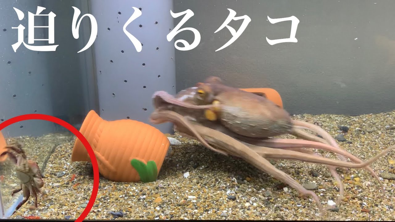 大きなタコに生きたカニ与えてみた アクアリウム Youtube