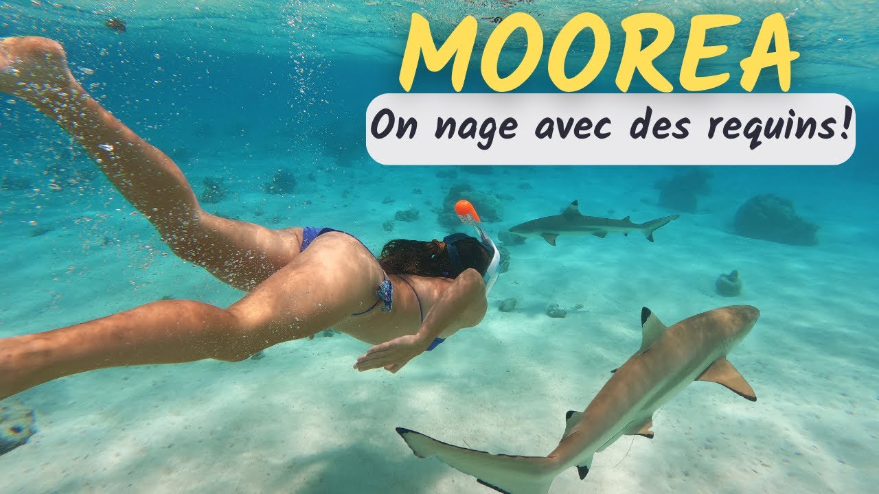 EP3: On nage avec des REQUINS à MOOREA
