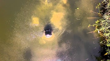 Alligators Don