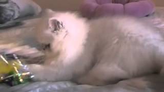 Les Edenrocs Kittens