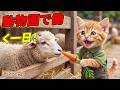 【まさかの大失敗】ここにゃん、動物園で初めて働いたらヒツジが大脱走…😭最後にもらった賞状に感動！🐑🏆✨