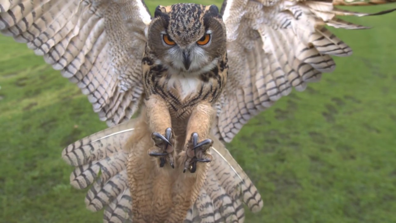 Сова, нападение совы, высокое качество, быстрая съемка - YouTube