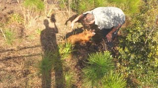 Wild Hog Trapping in Florida With Cellular Hog Trap