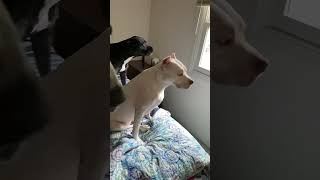 Remember when Lotto and Jack were nowhere to be found while we were in Elli's room this morning? by Dogs & Other Unsolicited Advice 258 views 2 years ago 1 minute, 23 seconds