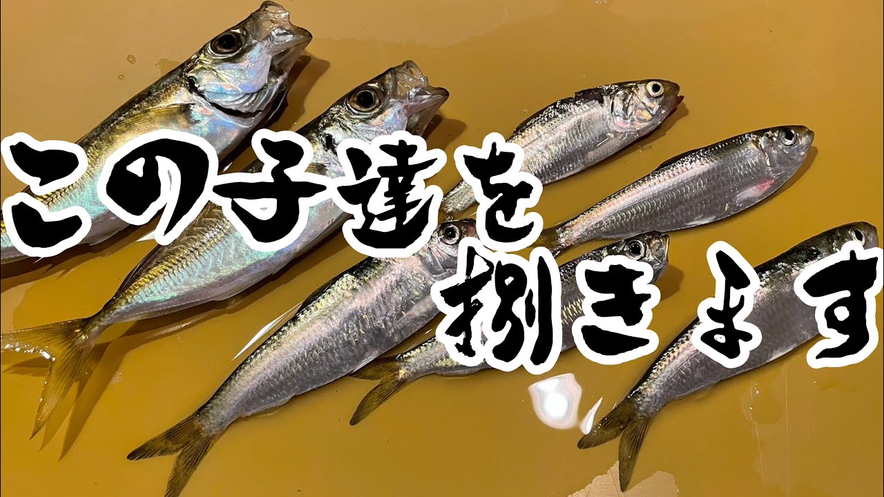 最も欲しかった コノシロ 唐 揚げ コノシロ 唐 揚げ 捌き 方 Namejpgazo
