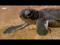 A Race Against Time | Narrated by David Attenborough | Africa | BBC Earth