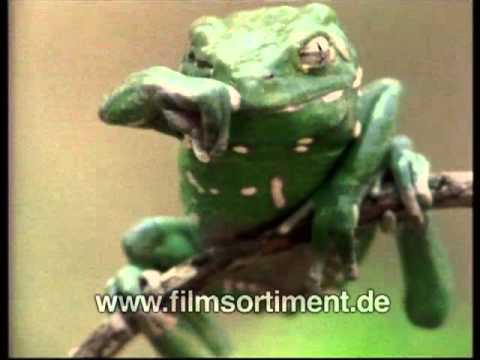 Schulfilm Was Ist Was Amphibien Und Reptilien Dvd Vorschau Youtube