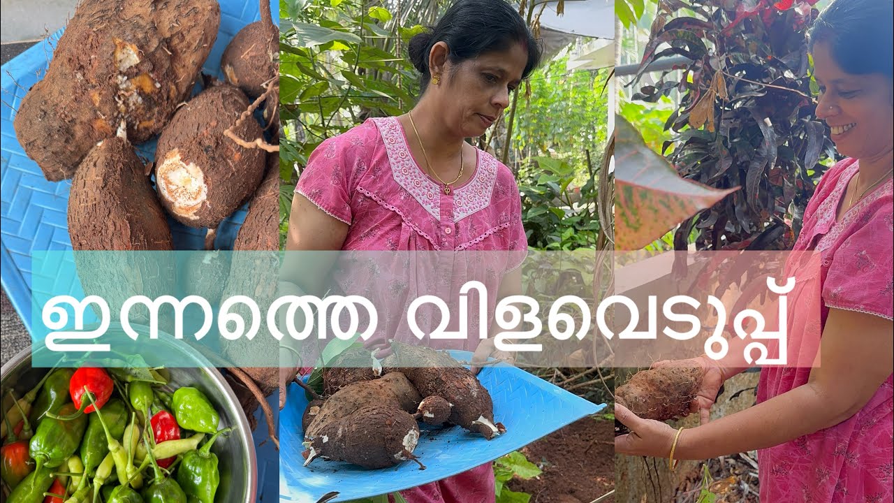 ഇന്നത്തെ വിളവെടുപ്പ് കപ്പയും ചേനയും കാച്ചിലും 