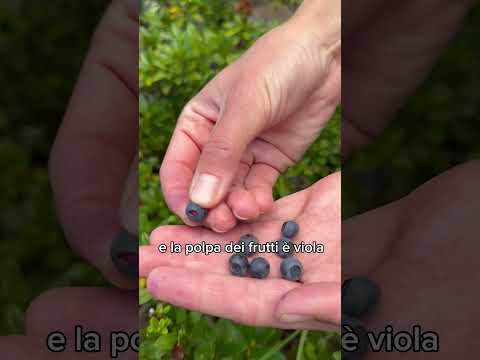 Video: Cespugli di mirtillo in crescita - Suggerimenti per la cura delle piante di mirtillo