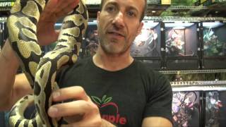Pastel Desert Ball Pythons For Sale. Buy at Big Apple Pet with Same Day Shipping.