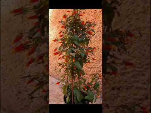 Video: My Manettia չի ծաղկի. Քենդի եգիպտացորենի բույսի ծաղիկների բացակայության պատճառները