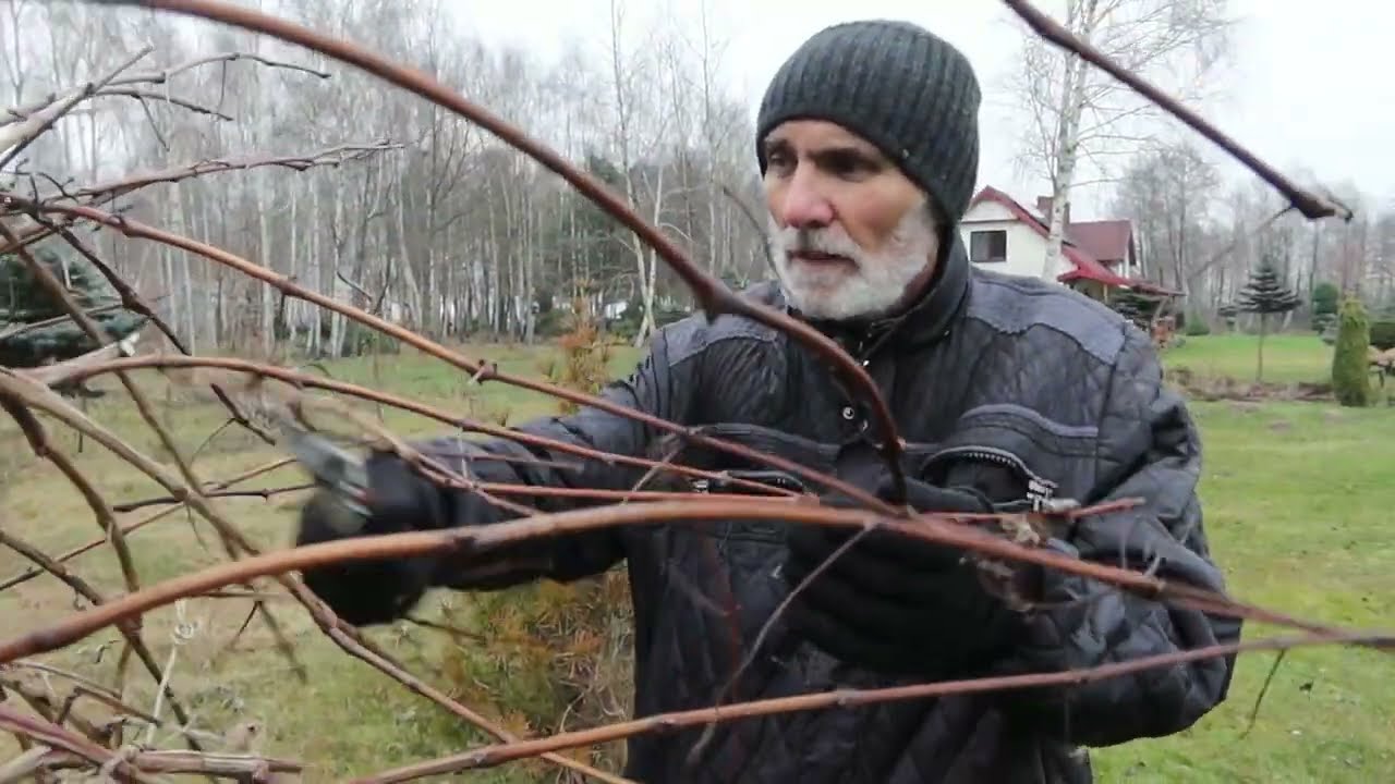 Przycinanie Laurowiśni Novita,  cięcie laurowiśni, jak ciąć laurowiśnię, kiedy ciąć laurowiśnię