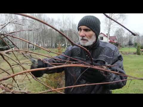 Wideo: Jak przyciąć winogrona: jak przyciąć winorośl