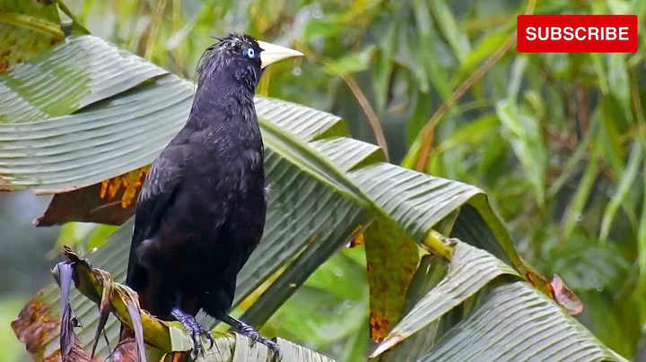 Most Beautiful Birds in the World | Breathtaking Beauty of Earth's Most Exquisite Birds | Relaxation