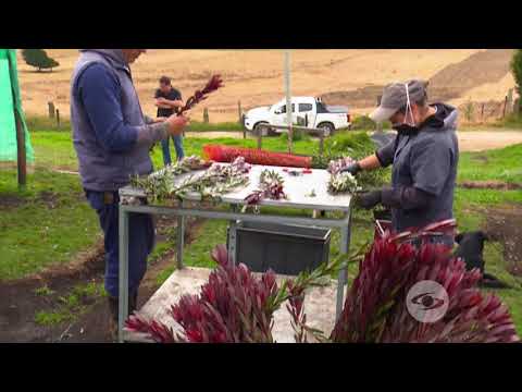 Video: ¿Las proteas crecerán en macetas?