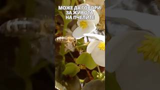 От Левзея И Акация. Невероятно Рядка Комбинация