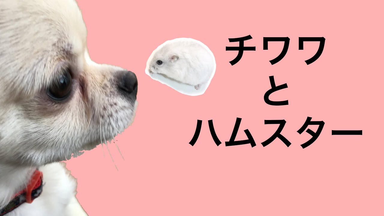 チワワ と ハムスター 驚きの対面 犬とハムスターは仲良くなれるのか ジャンガリアンハムスターの福くんとチワワのパンくん Youtube