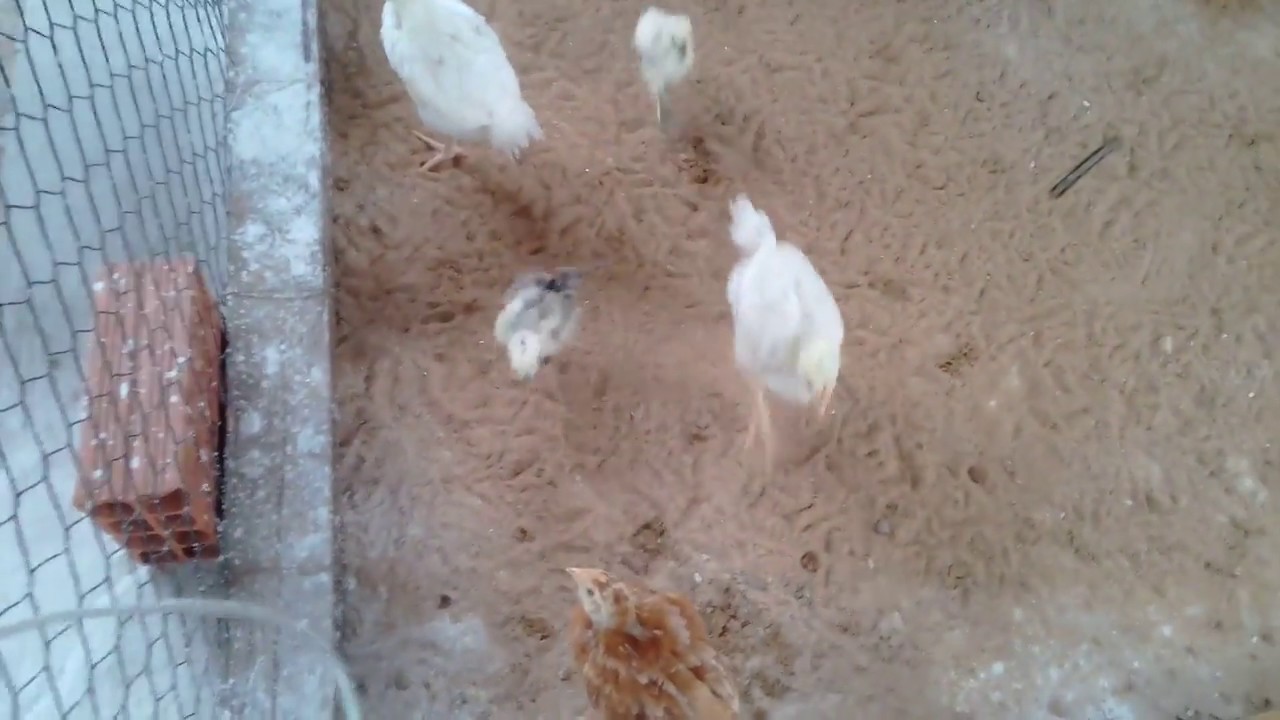 Reforma no meu galinheiro, e uma noticia ruim tambem ! galinhas verdes