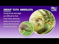 Tuta Absoluta Control In Tomatoes With Benocarb 100SC