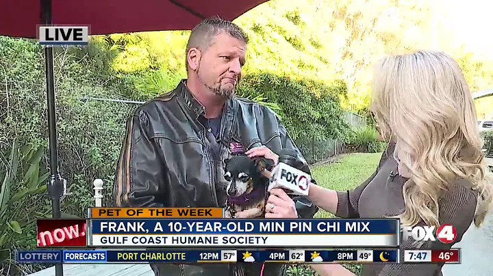 Pet of the Week: Frank, 10-Year-Old Min Pin Chi Mix