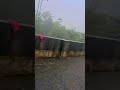 Sun Sun Shorts Video Sun Sun Shorts Video