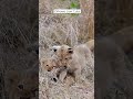Incredibly Cute Lion Cubs!