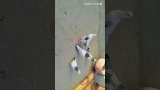 🕊️🕊️सुंदरे बाजरई कलसीरे कबूतर Pigieon Lover🕊️