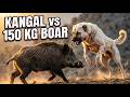 Kangal Dog vs Giant Wild Boar | Shocking Fight in the Wild Mountains of Sivas | Full Documentary