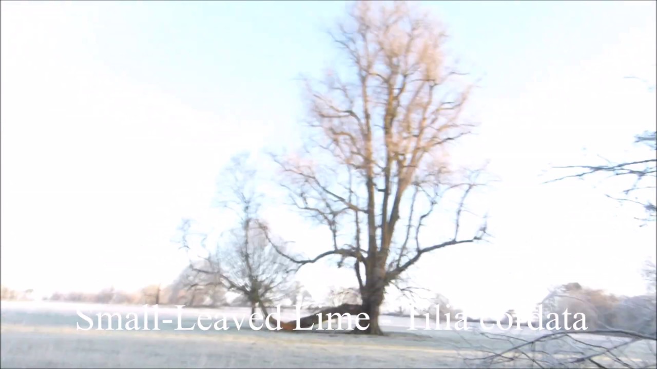 Winter Small Leaved Lime - Tilia cordata