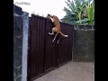 Jumping Animals Compilation