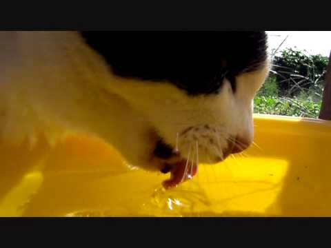猫が水を飲む時の様子がよくわかる動画