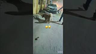 #migos #walkitlikeitalkit #random #dogs #shortsfeed #funny