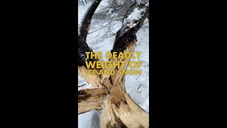The Deadly Weight of Snow & Ice