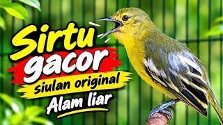 Suara Sirtu gacor memangil lawan!..Pangilan sirtu jantan khas di Alam Liar.