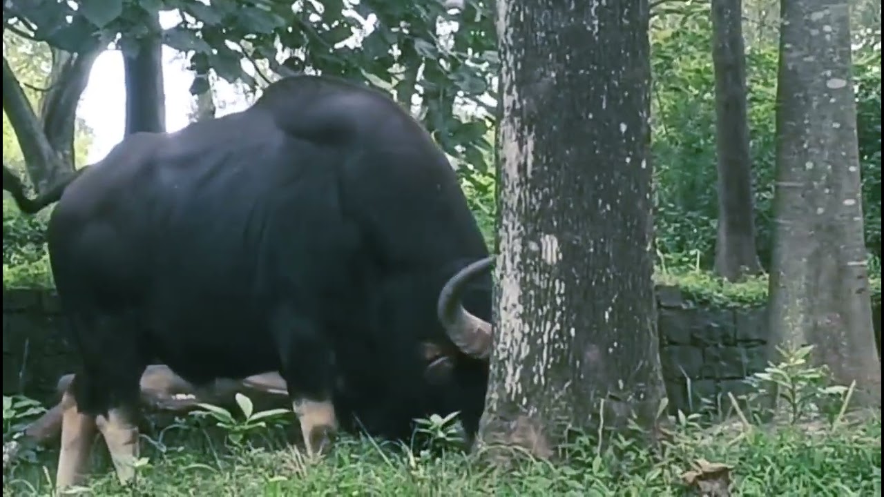 Indian Gaur….