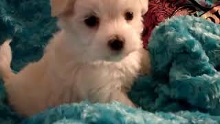 Micro, Teacup, Toy, Maltese, Maltipoo puppies in Los Angeles, New York, Miami, Houston, Las Vegas.