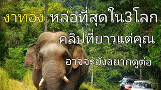 พลายงาทอง หล่อใน3โลก#elephants #พลายงาทอง