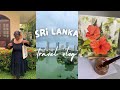 Sri lanka  cozy art travel vlog painting in sri lanka
