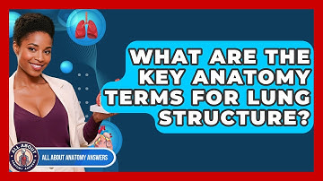 What Are The Key Anatomy Terms For Lung Structure? - All About Anatomy Answers
