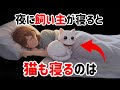 【実は眠くない】猫があなたと同じ時間に眠る、切ないほどの理由 ｜保護猫ハクの猫雑学-