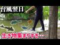 庭の水路にダイソーのエサを投げると次々に…