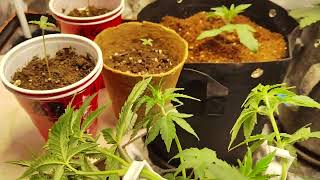 Low Stress Training for cannabis plants... Bud training clips 👌