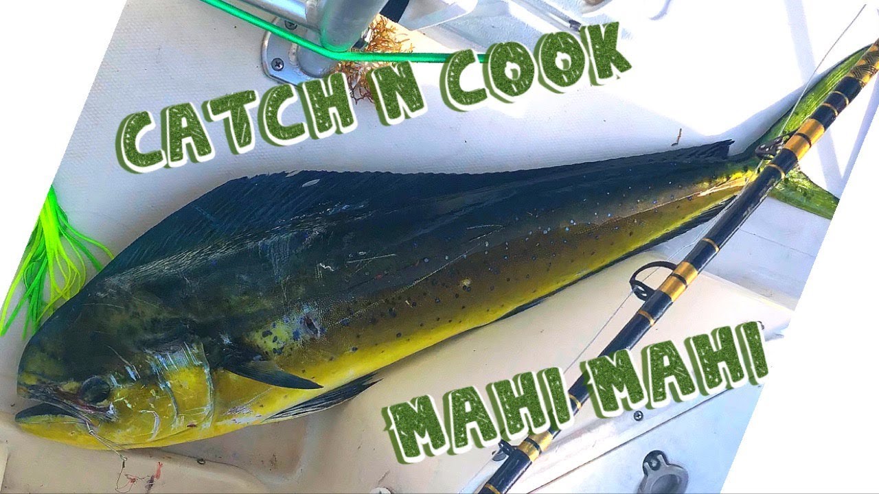 Trolling for Mahi Mahi  Catch and Cook 