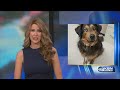 Emotional support dog dies, Sedgwick County Sheriff's Office says