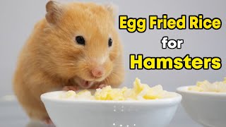 Egg Fried Rice for Cute Hamsters