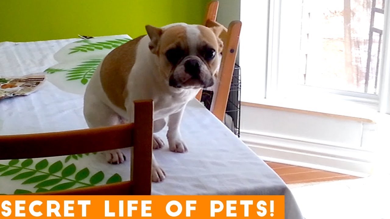 Secret Life of Pets Funniest Compilation 2019 | Funny Pet Videos - YouTube