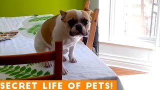 Secret Life of Pets Funniest Compilation 2019 | Funny Pet Videos